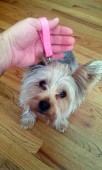 Lil Dog Tabs
